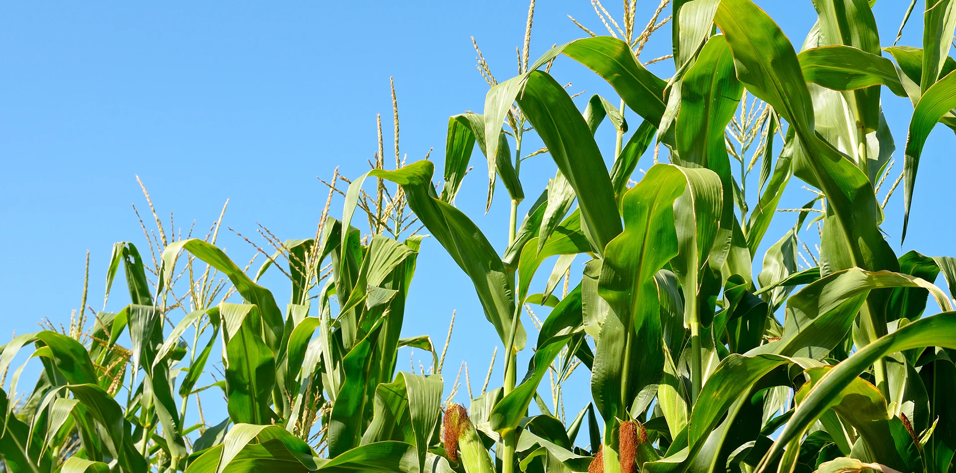 Fornitore di insilato di mais a pianta intera