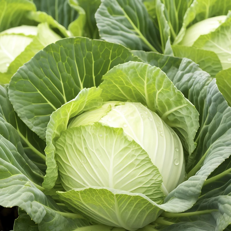 Quali sono i valori nutrizionali e i benefici del cavolo?