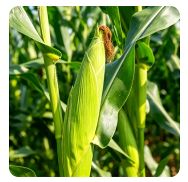 Yiman Agriculture espande la fornitura globale di foraggi e mangimi per bestiame di alta qualità