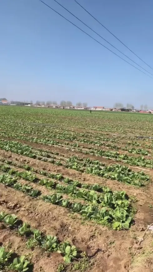 Quali punti di forza principali rendono Yiman Agriculture il tuo fornitore ideale per progetti di importazione di cavoli sottaceto?