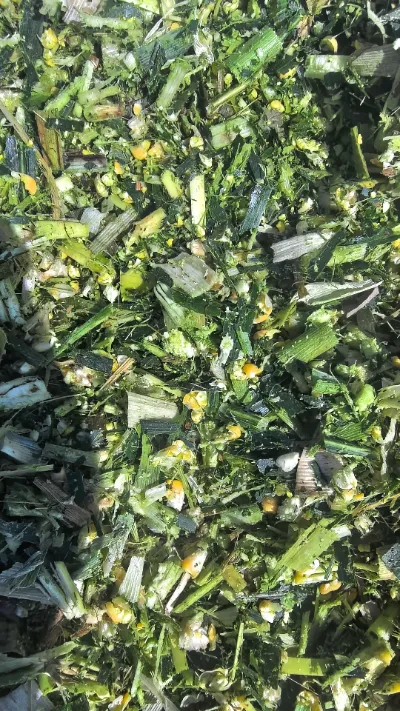 Considerando le frequenti sfide che si verificano nello stoccaggio e nel trasporto globale dei prodotti freschi, come possiamo mantenere la qualità fresca end-to-end del cavolo tondo di Yiman Agricultural?