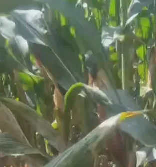 In che modo la Cina può ridurre i costi agricoli e stimolare la crescita del bestiame?