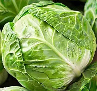 Come trovare fornitori affidabili di cavolo fresco per contratti di importazione stabili a lungo termine?