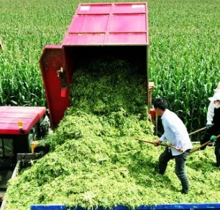 Quale soluzione alimentare funziona per gli allevamenti di bestiame nella stagione secca in Africa e nel Medio Oriente?