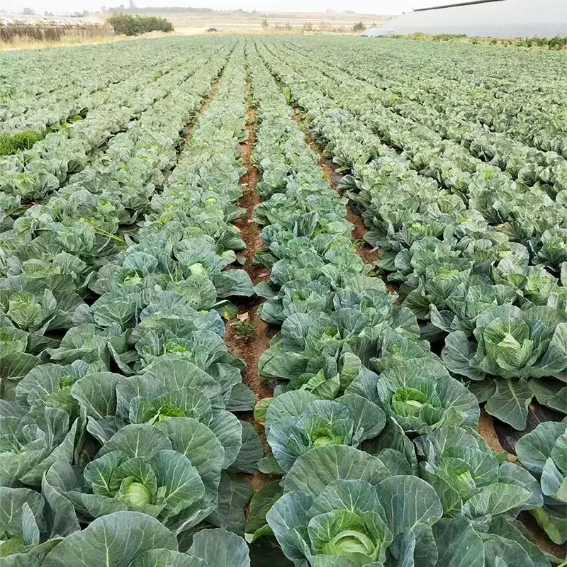 Cavolo rotondo fresco dell'azienda agricola