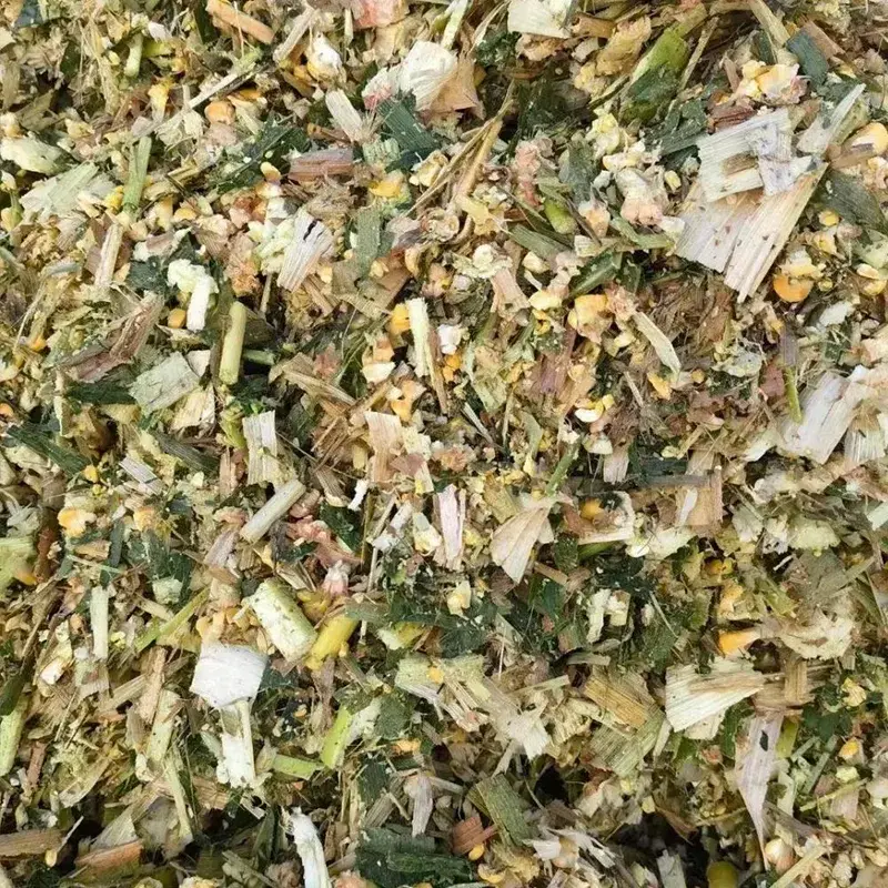 Insilato di mais di vacca da latte in allattamento