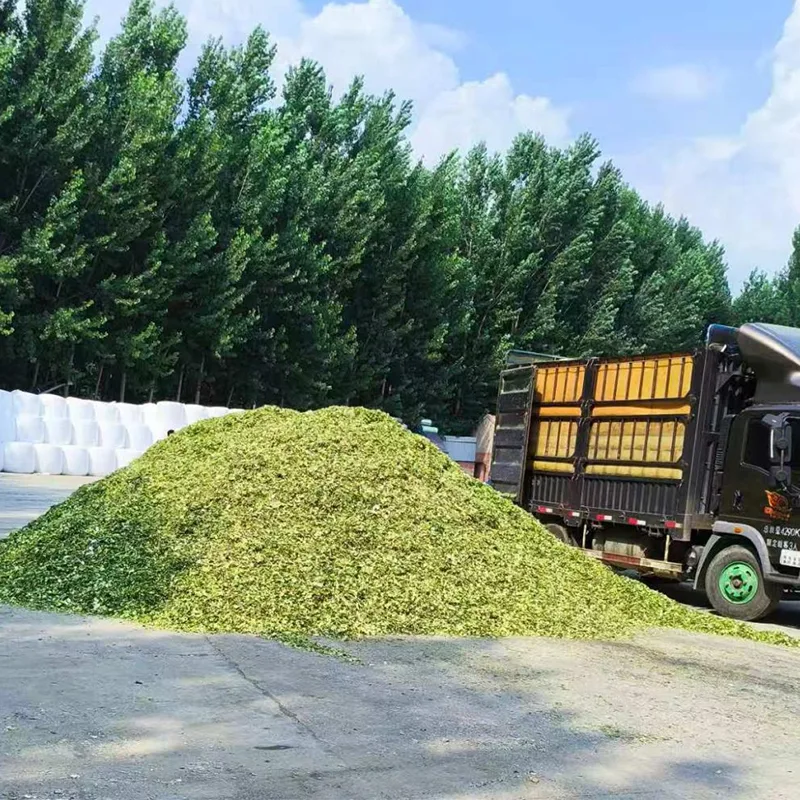 Insilato di mais speciale ovino e caprino